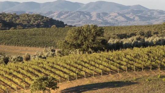 Vino Montecucco: caratteristiche e le migliori bottiglie