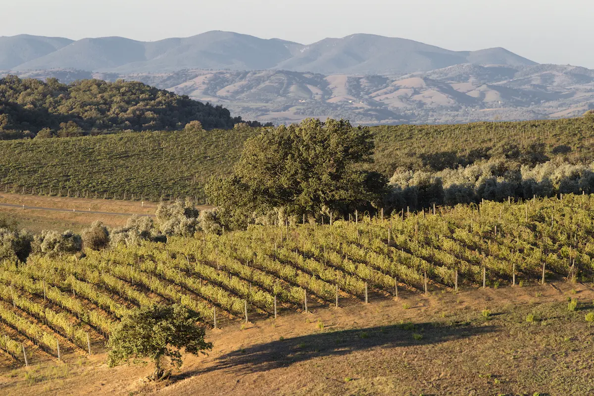 Vino Montecucco